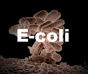 E Coli in Water