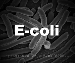 E-coli in drinking water